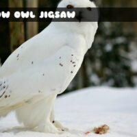 G2M Snow Owl Jigsaw