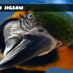 G2M Bird Jigsaw