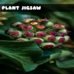 G2M Ivy Plant Jigsaw