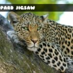 G2M Leopard Jigsaw