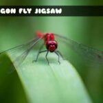 Dragon Fly Jigsaw