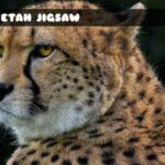 G2M Cheetah Jigsaw
