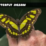 G2M Butterfly Jigsaw