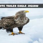 G2M White Tailed Eagle Jigsaw