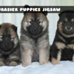 8B Eurasier Puppies Jigsaw