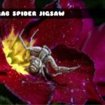 G2M Crab Spider Jigsaw