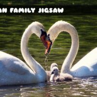 G2M Swan Family Jigsaw