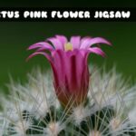 G2M Cactus Pink Flower Jigsaw