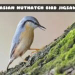 G2M Eurasian Nuthatch Bird Jigsaw