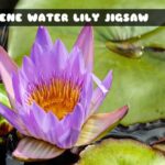 G2M Serene Water Lily Jigsaw