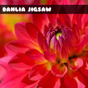 G2M Red Dahlia Jigsaw