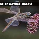 G2M Wings of Nature Jigsaw