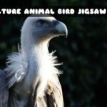 G2M Vulture Animal Bird Jigsaw