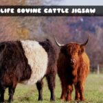 G2M Wildlife Bovine Cattle Jigsaw