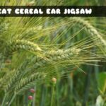G2M Wheat Cereal Ear Jigsaw