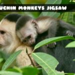 G2M Capuchin Monkeys Jigssaw