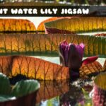 G2M Giant Water Lily Jigsaw