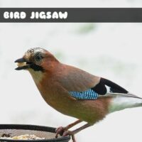 G2M Jay Bird Jigsaw