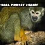 G2M Squirrel Monkey Jigsaw