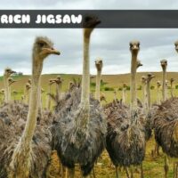 G2M Ostrich Jigsaw