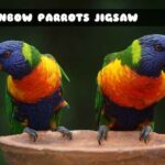 G2M Rainbow Parrots Jigsaw