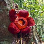 G2R-Rafflesia Flower Forest Escape HTML5