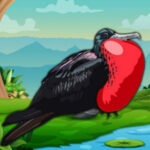 BIG-Rescue The Frigate Bird