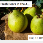 Fresh Pears In The Autumn Sun Jigsaw