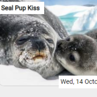 Seal Pup Kiss Jigsaw