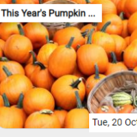 This Year’s Pumpkin Har…