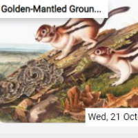 Golden-Mantled Ground Squ…