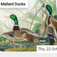 Mallard Ducks Jigsaw