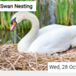 Swan Nesting Jigsaw
