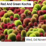 Red And Green Kochia Jigsaw
