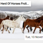 Herd Of Horses Frolics In The Snow Jigsaw