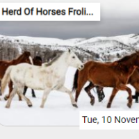 Herd Of Horses Frolics In The Snow Jigsaw