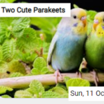 Two Cute Parakeets Jigsaw