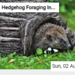 Hedgehog Foraging In The Grass Jigsaw