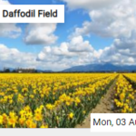 Daffodil Field Jigsaw