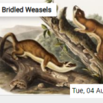Bridled Weasels Jigsaw