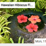 THE Hawaiian Hibiscus Flowers Jigsaw