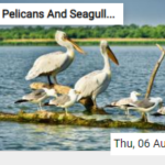 Pelicans And Seagulls Jigsaw