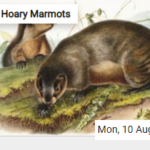 Hoary Marmots Jigsaw