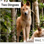 Two Dingoes Jigsaw