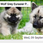 Wolf Grey Eurasier Puppy With Mom Jigsaw