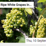 Ripe White Grapes In The Autumn Sun Jigsaw