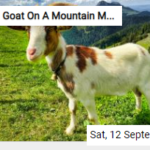 Goat On A Mountain Meadow Jigsaw