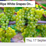 Ripe White Grapes On The Vine Jigsaw