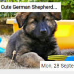 Cute German Shepherd Puppy Jigsaw