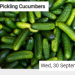 Pickling Cucumbers Jigsaw